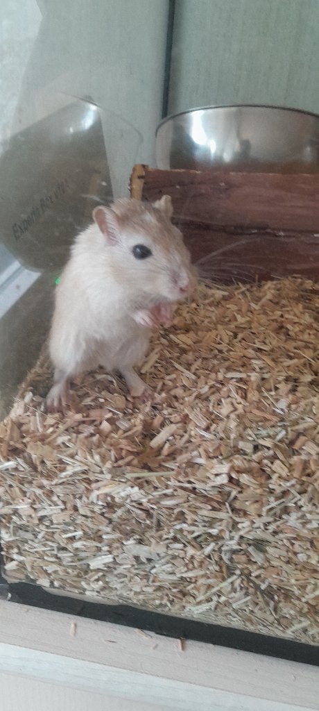 Gerbils, Maart, Meerdere dieren, Overige typen, Tam