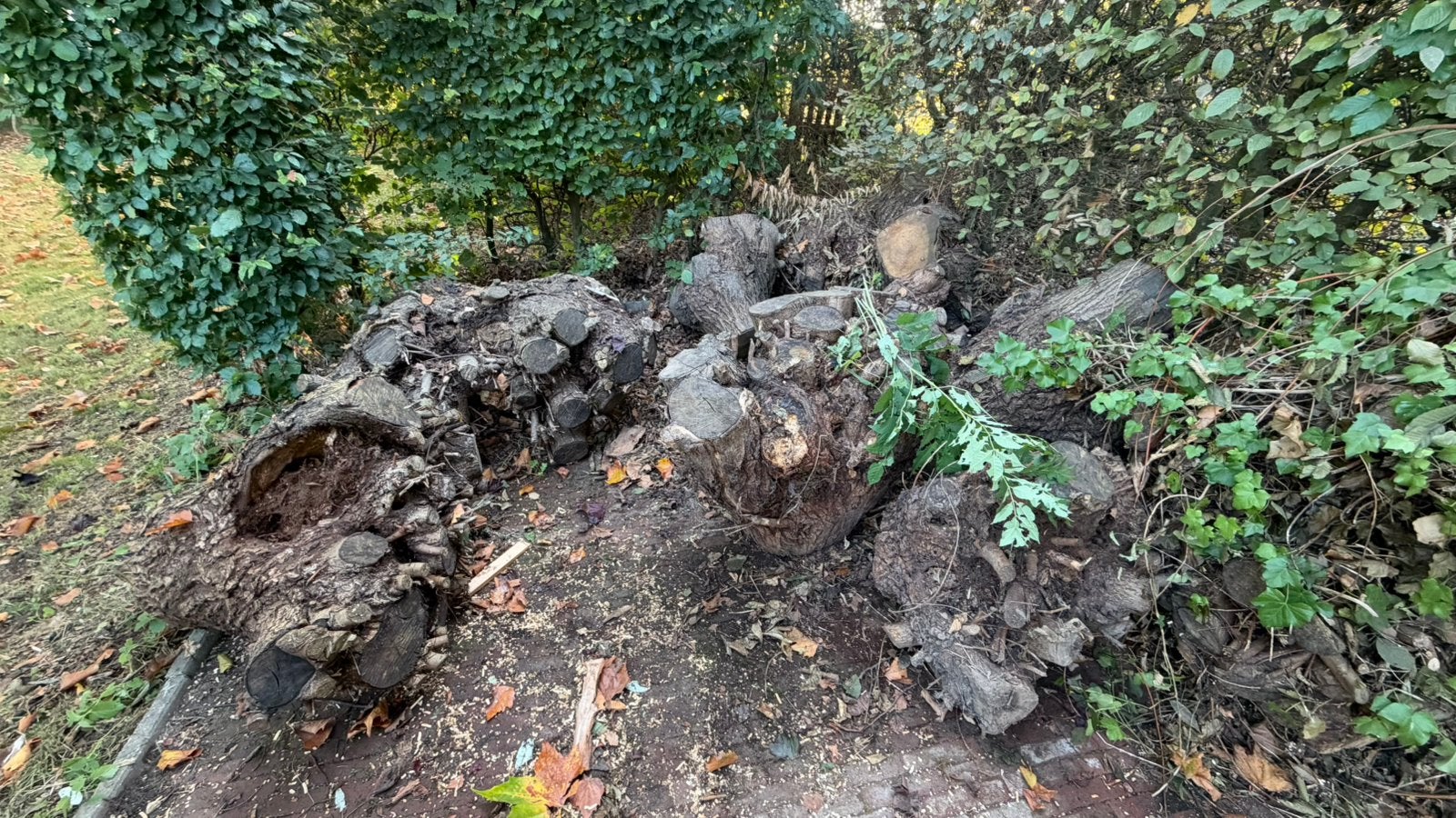 Gratis haardhout (wilg), 3 tot 6 m³, Ophalen, Overige houtsoorten, Stammen