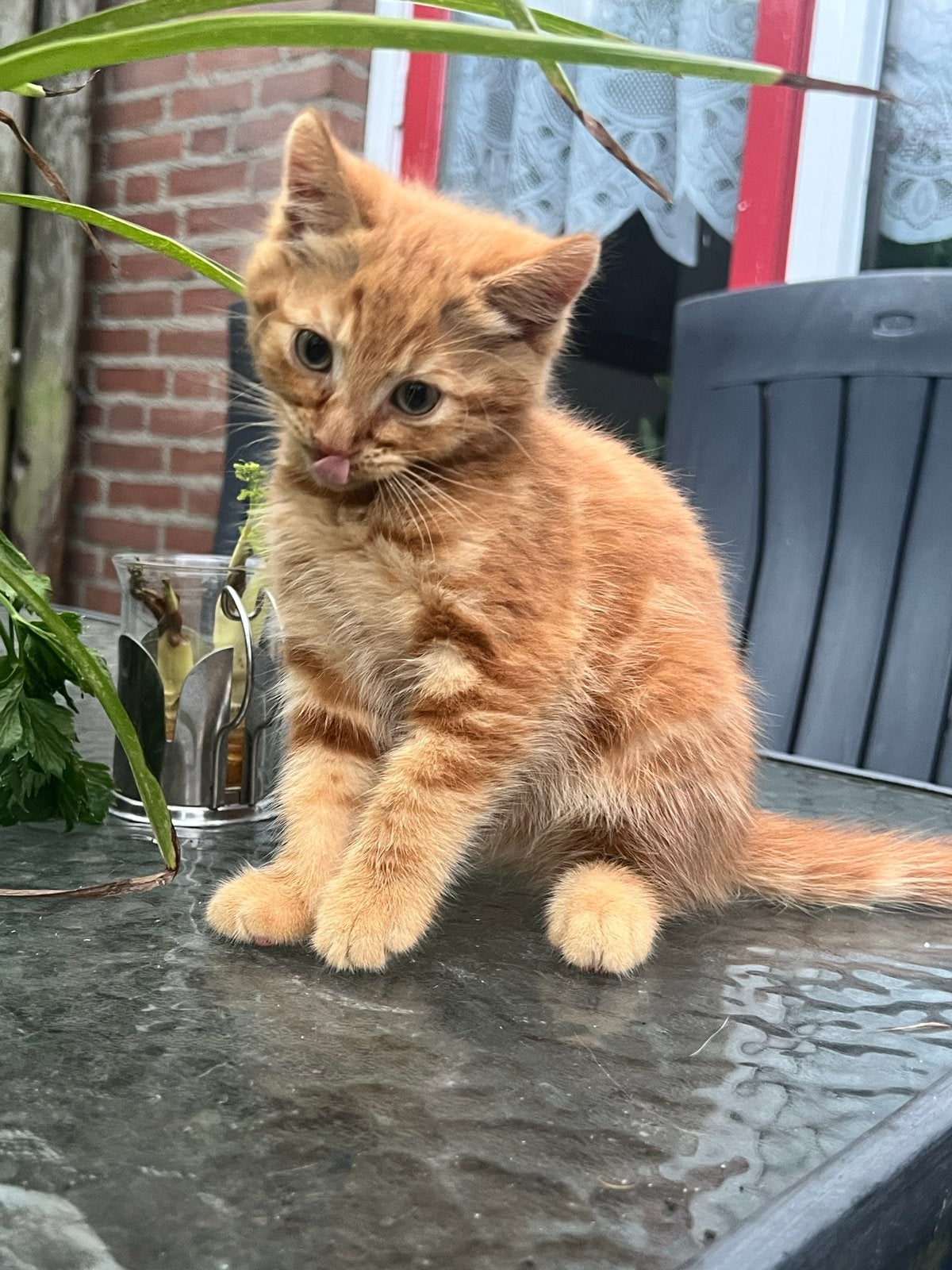 Oranje Main Coon x Ragdoll kittens, Kater