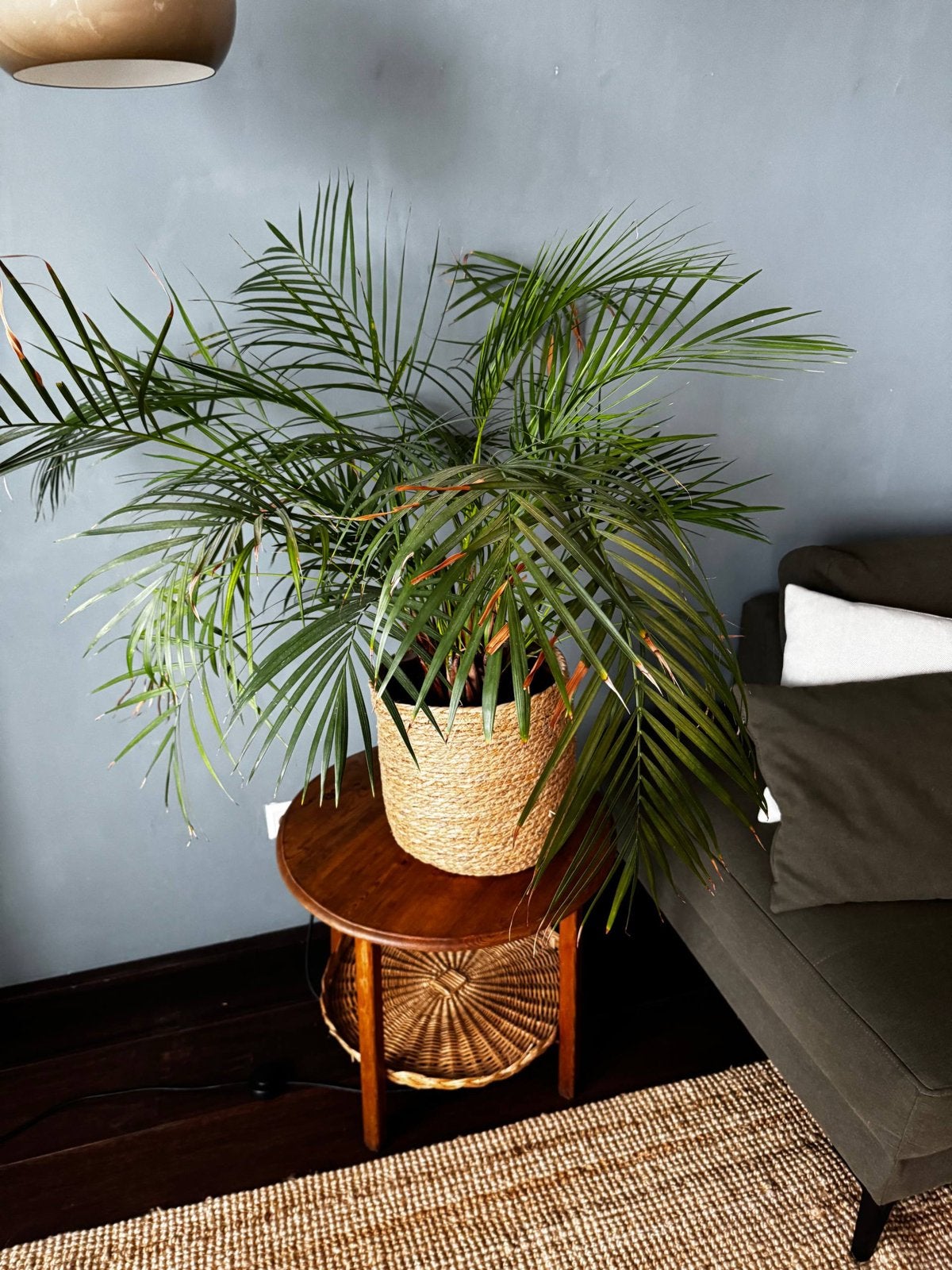 Grote palm met gevlochten mand - ca. 100 cm hoog, Huis en Inrichting, Ophalen, 100 tot 150 cm, Palm, Halfschaduw
