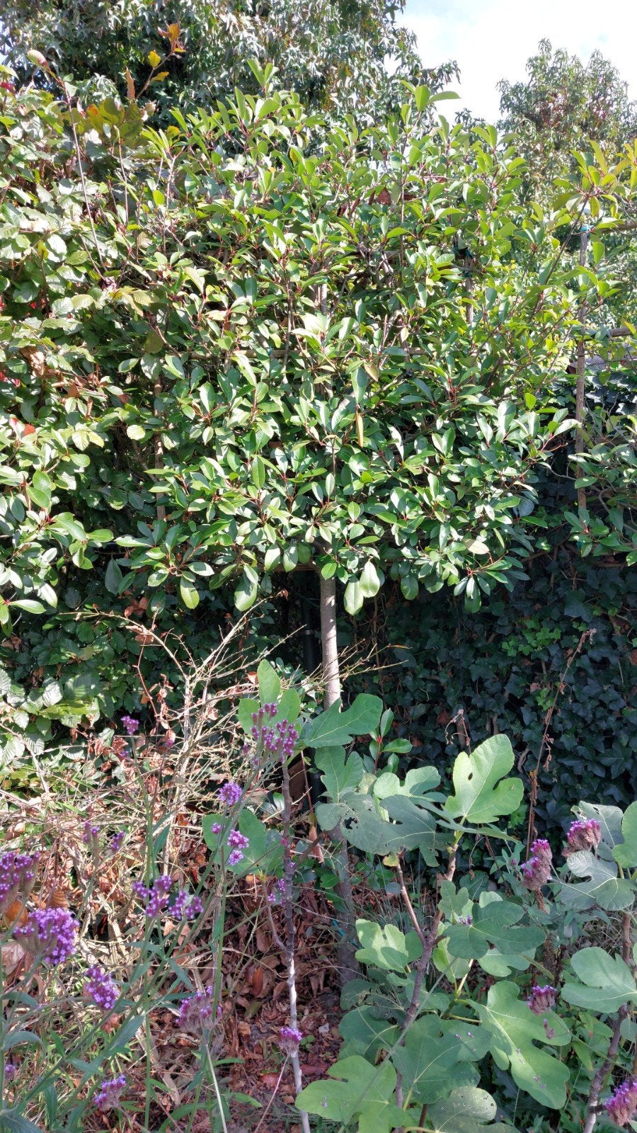 3 x Leiboom Photinia Red Robin - Glansmispel, Tuin en Terras, Leiboom, Lente, 250 tot 400 cm, Ophalen