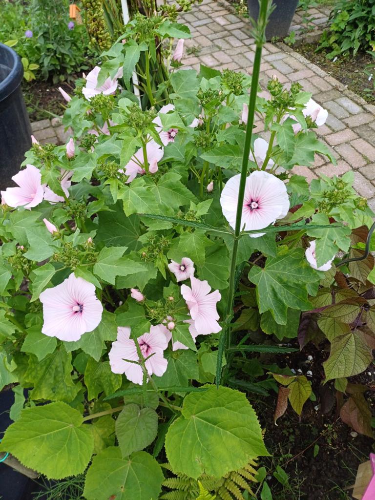 Lavatera pink regis, Ophalen of Verzenden, Voorjaar, Volle zon, Zaad