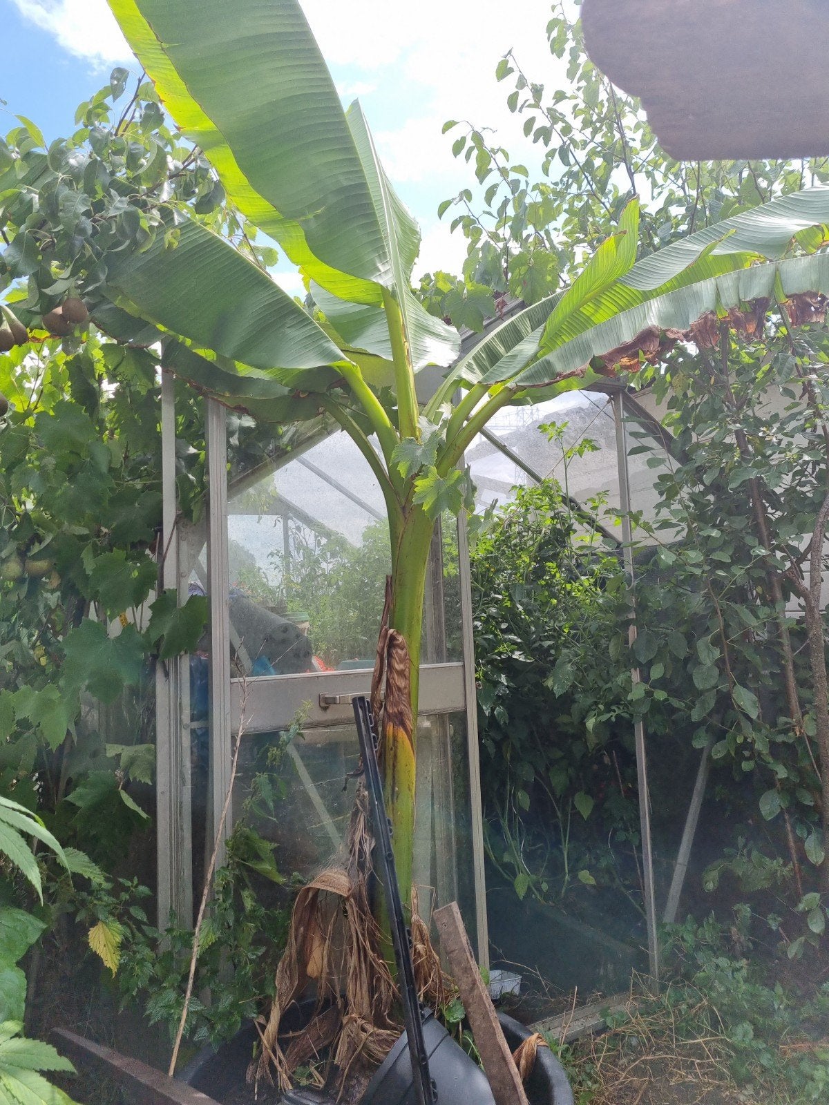 bananen boom in kuip ong 2.5 m hoog, Ophalen, Volle zon, Overige soorten, 250 tot 400 cm