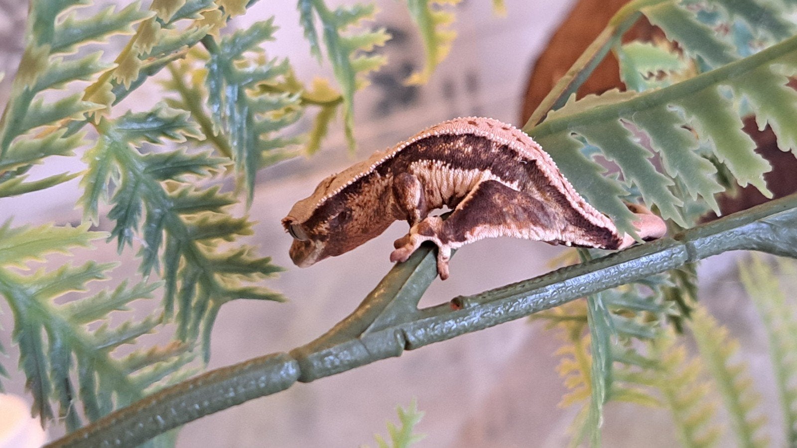 Wimpergekko Lilly white quad stripe. Goede lijn. Baby Crested Gecko photo 2