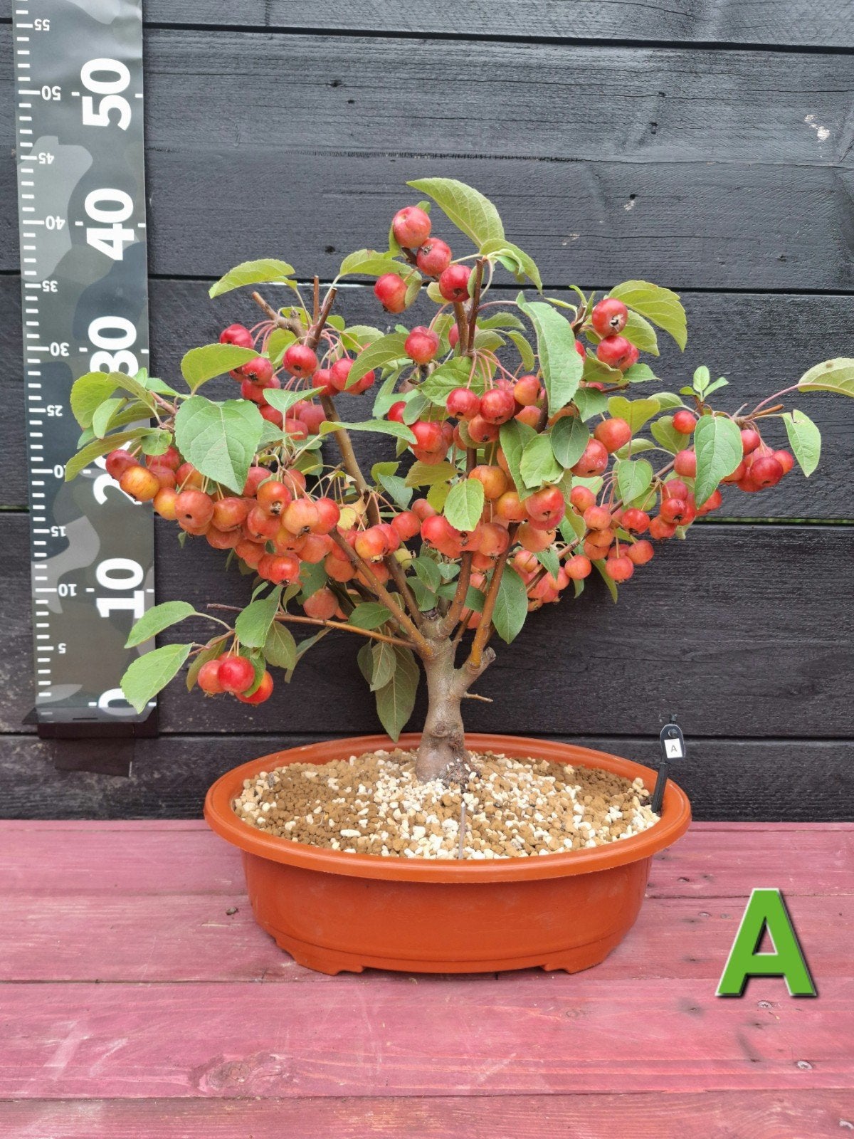 Appel Bonsai (Malus 'Evereste') 40cm hoog, bomvol appels, Overige soorten, Vaste plant, Ophalen of Verzenden, Halfschaduw