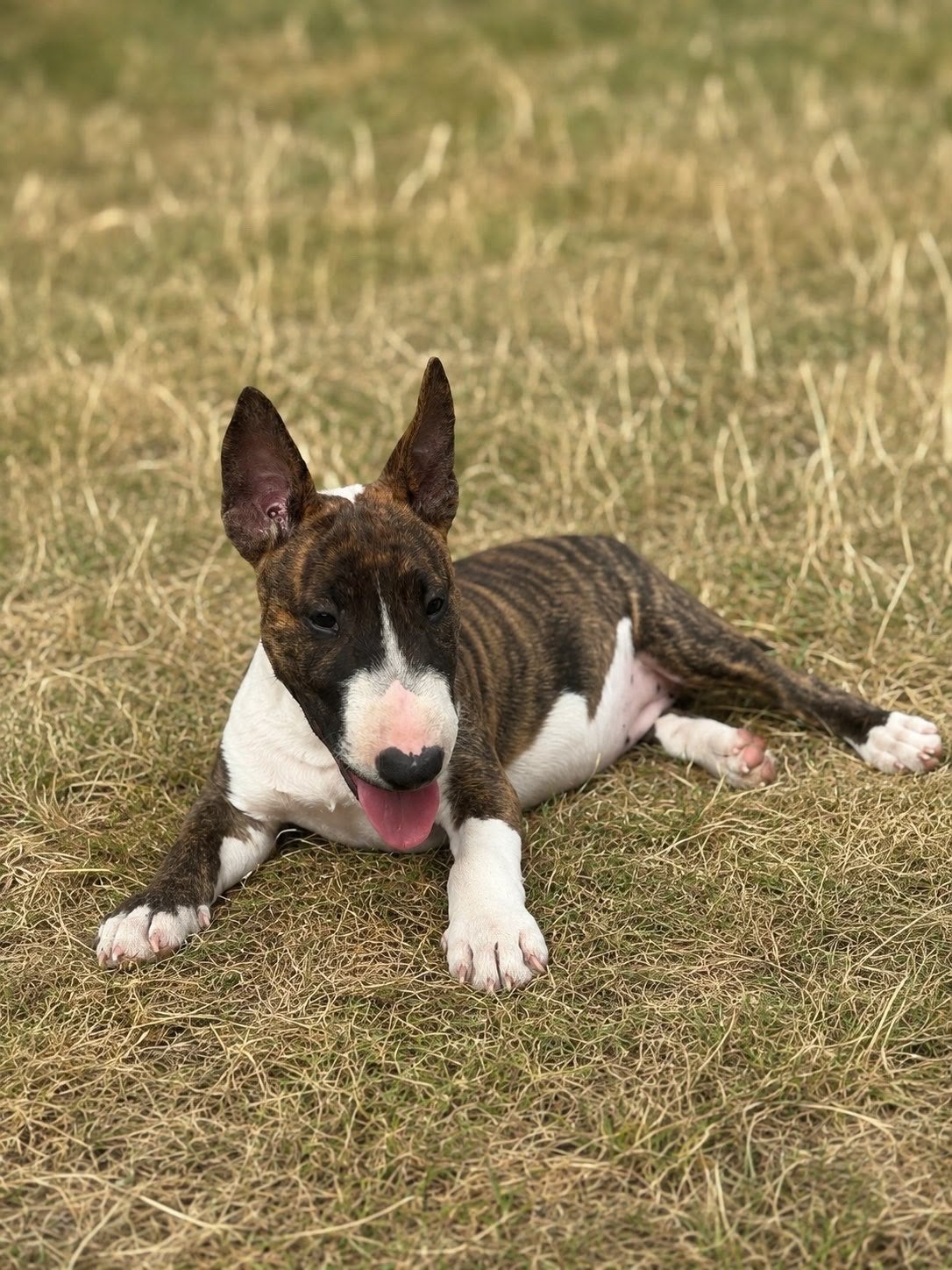 ORIGINELE MINIATUUR BULLTERRIER TEEFJE MET STAMBOOM, Bull Terriër, Fokker | Hobbymatig, 8 tot 15 weken, Buitenland