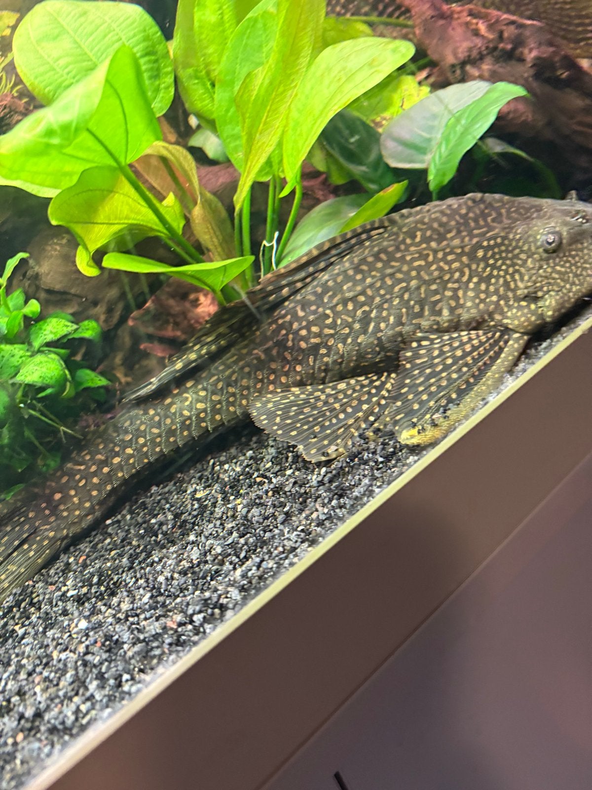 Grote pleco, Dieren en Toebehoren