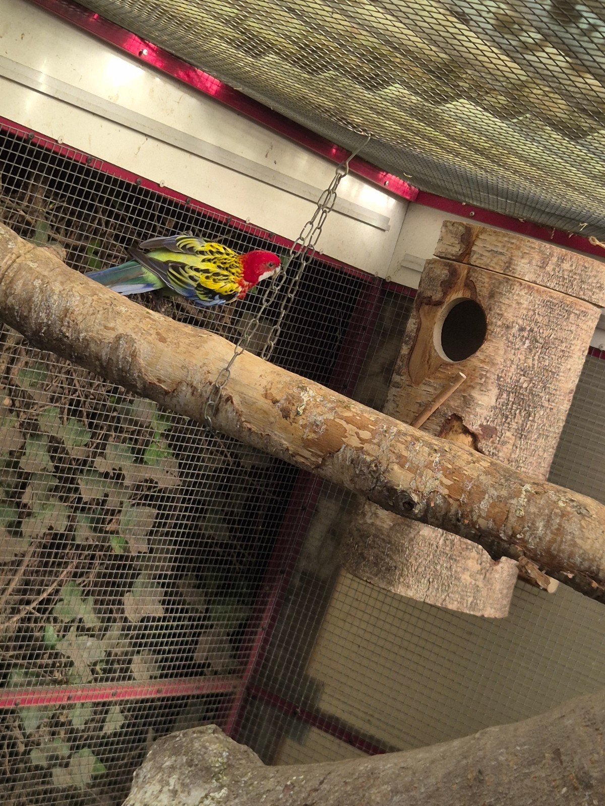 Koppel pracht rosellas + jonge, Dieren en Toebehoren, Vogels | Parkieten en Papegaaien, Meerdere dieren, Parkiet
