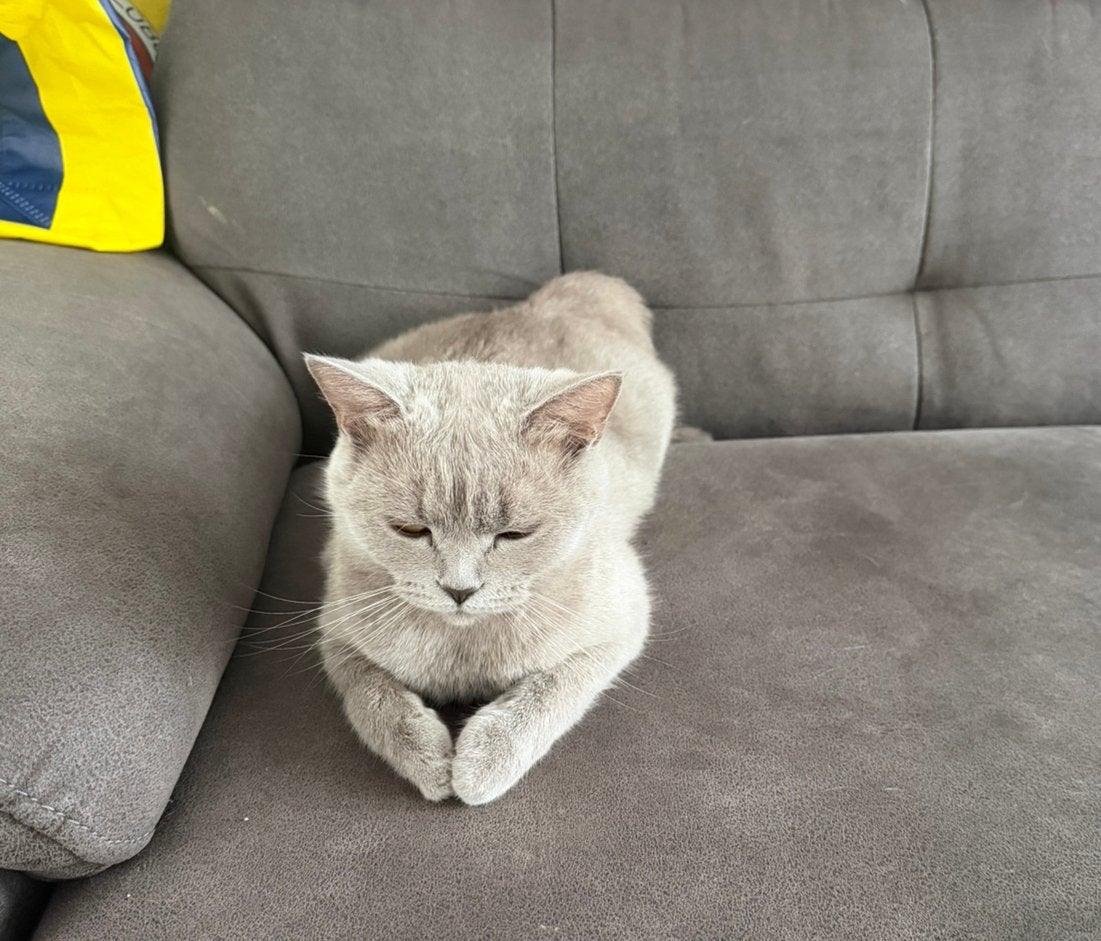 Britse kort haar kat 2 jaar, Poes