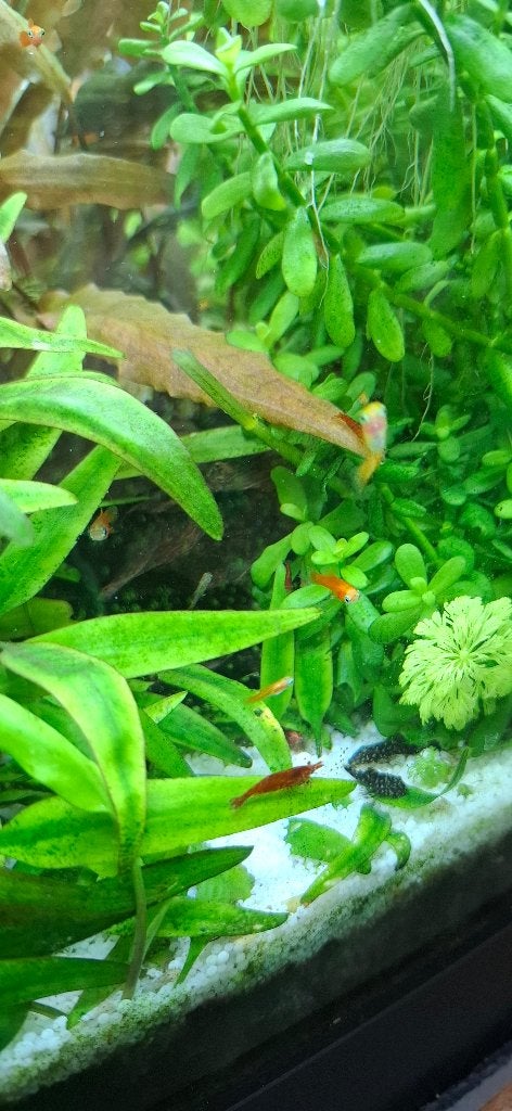 Zwaarddragers, guppen, platys en algeneters, Dieren en Toebehoren, Vissen | Aquariumvissen, Vis, Zoetwatervis