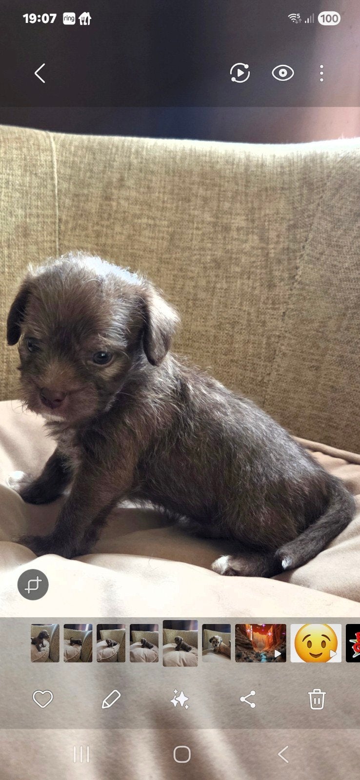 Mooie lieve boomertjes, Dieren en Toebehoren, Reu, 8 tot 15 weken, Meerdere, Nederland
