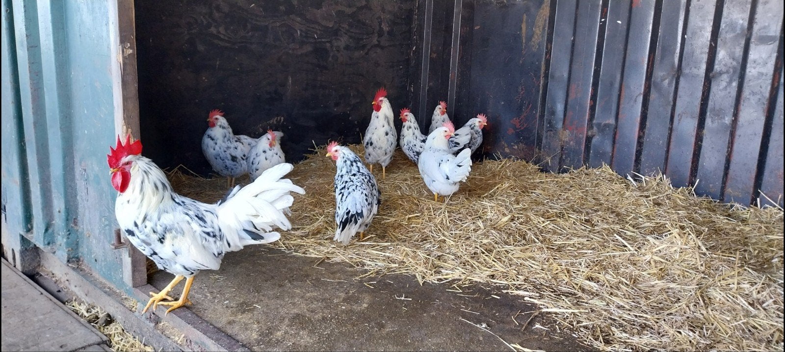 broedeieren van de leghorn, Dieren en Toebehoren, Vrouwelijk, Kip