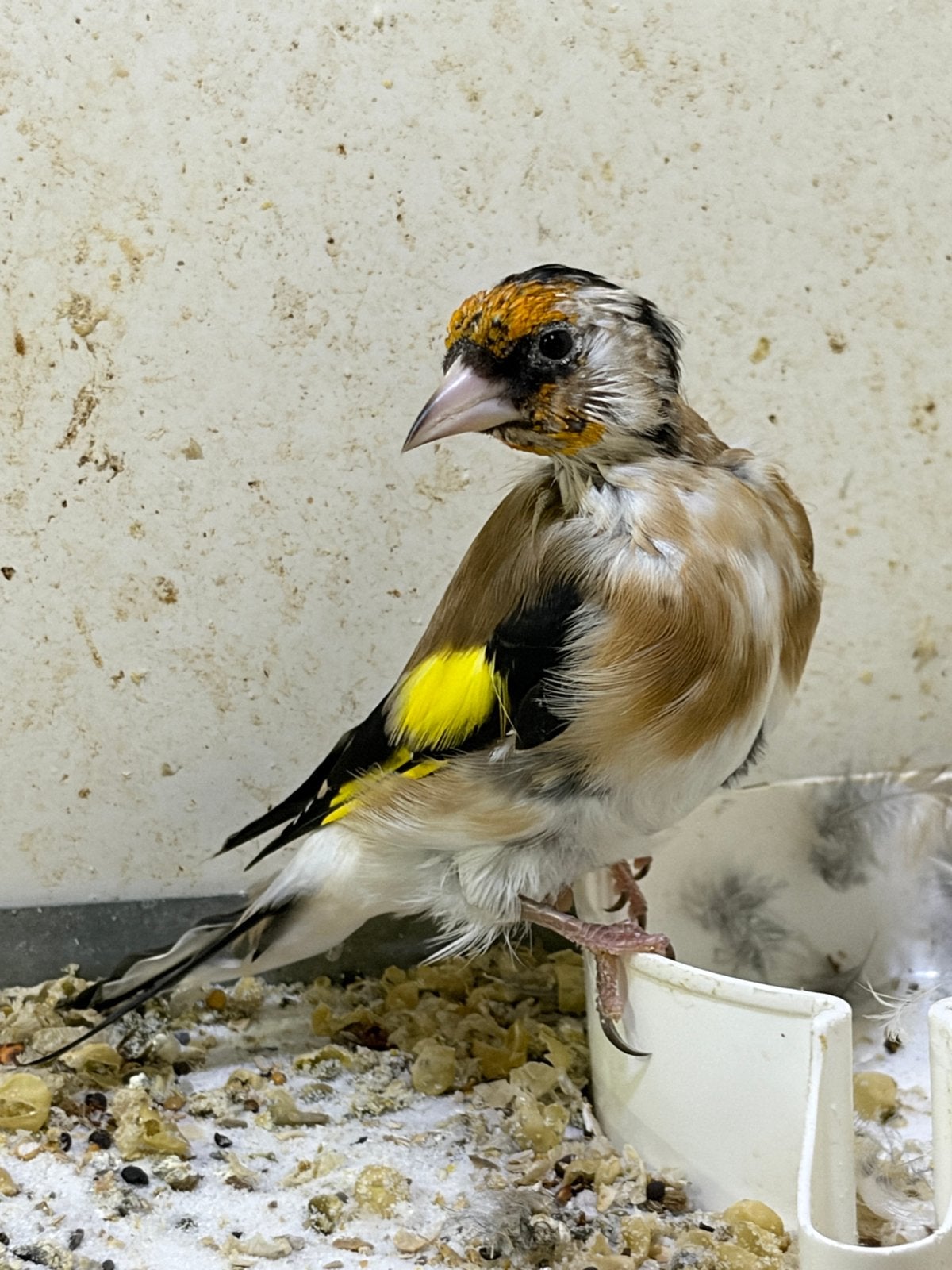 Jonge mayor putter 2026, Dieren en Toebehoren, Mannelijk, Wildzangvogel, Geringd