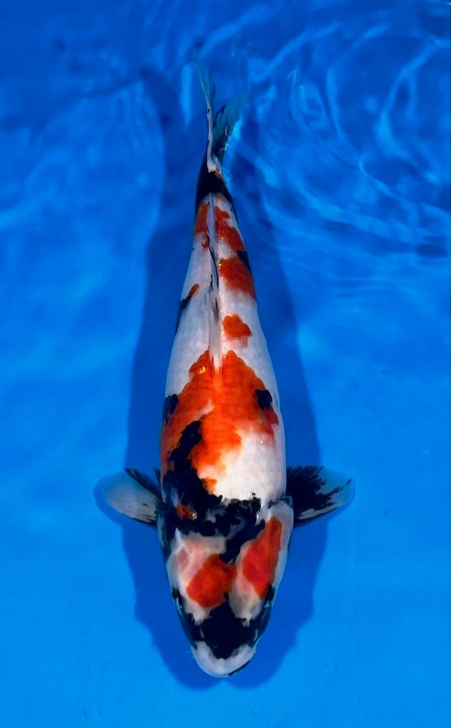 Showa Sekiguchi, Karper of Koi