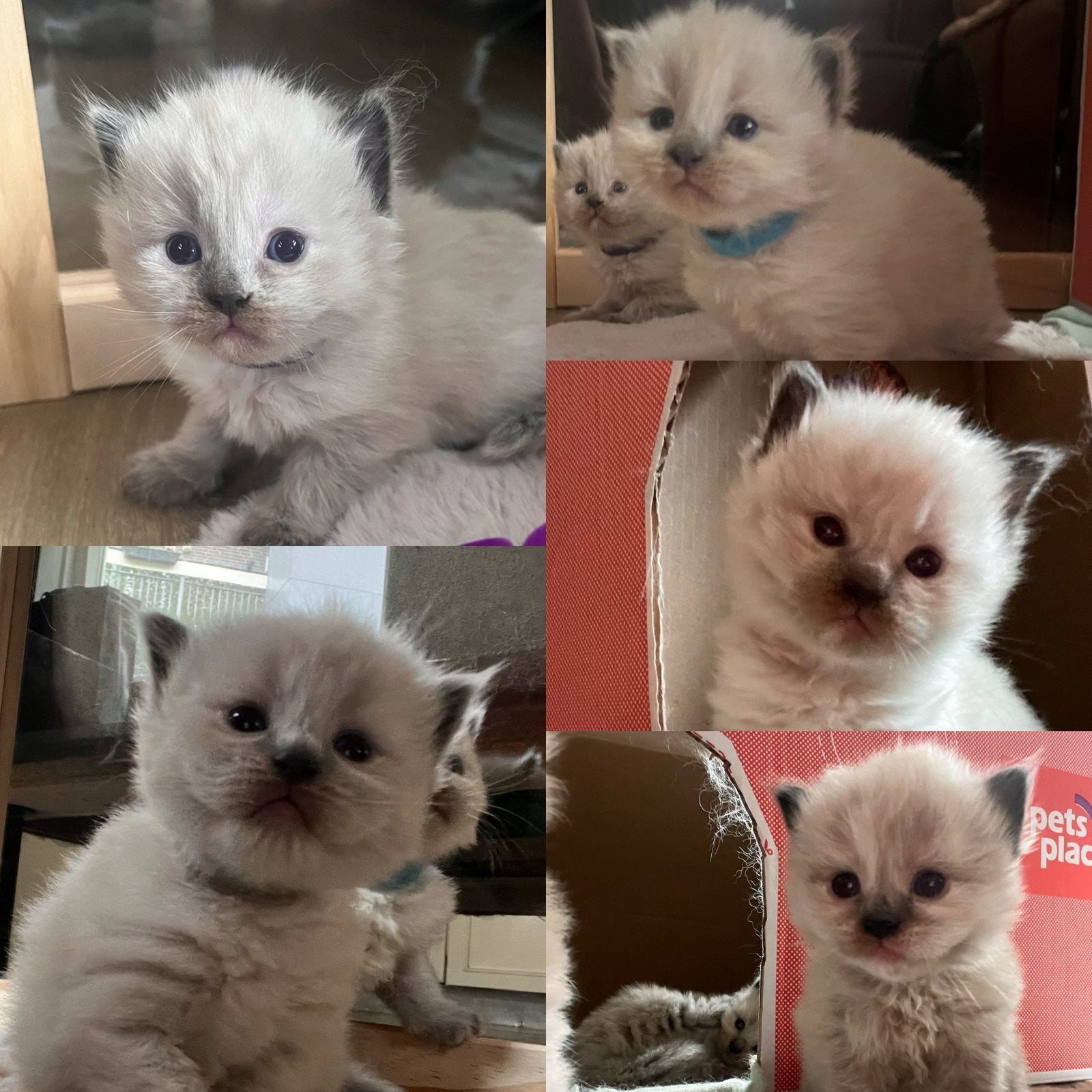 5 prachtige ragcoon kittens ragdoll x maine coon, Dieren en Toebehoren, Meerdere dieren, Gechipt, 0 tot 2 jaar