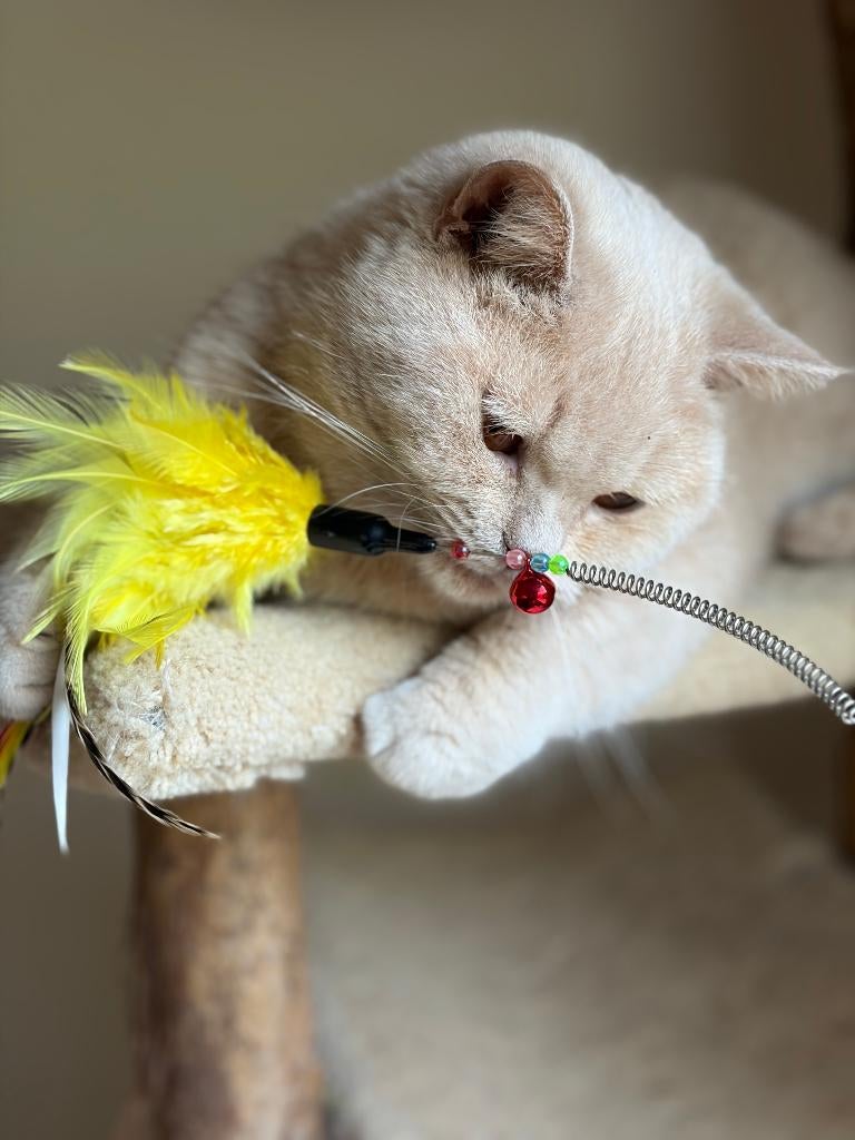 Super lief Creme Britse Korthaar Poesje, Poes, Gechipt, 3 tot 5 jaar
