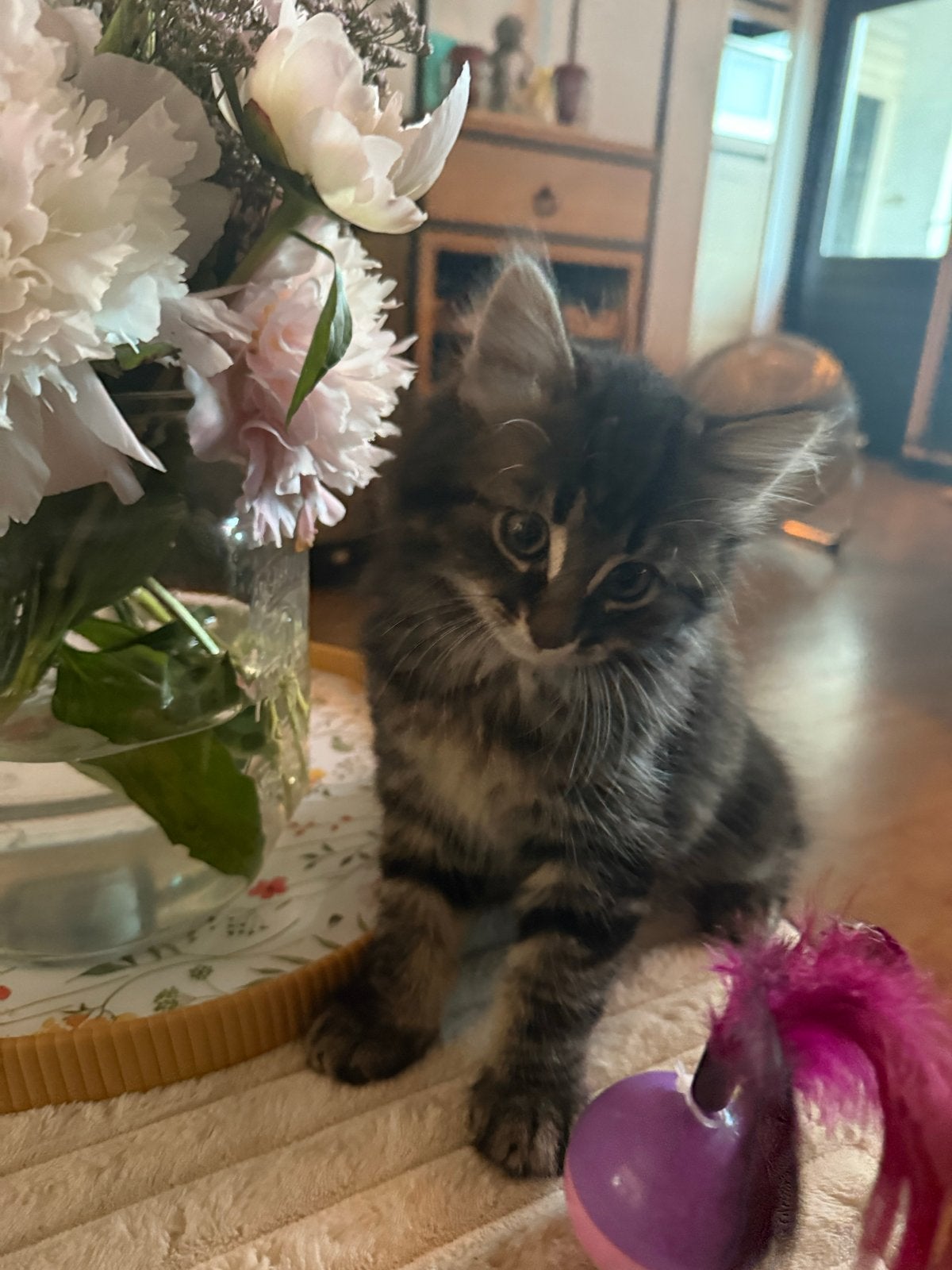 Kittens, Meerdere dieren, Kortharig, 0 tot 2 jaar