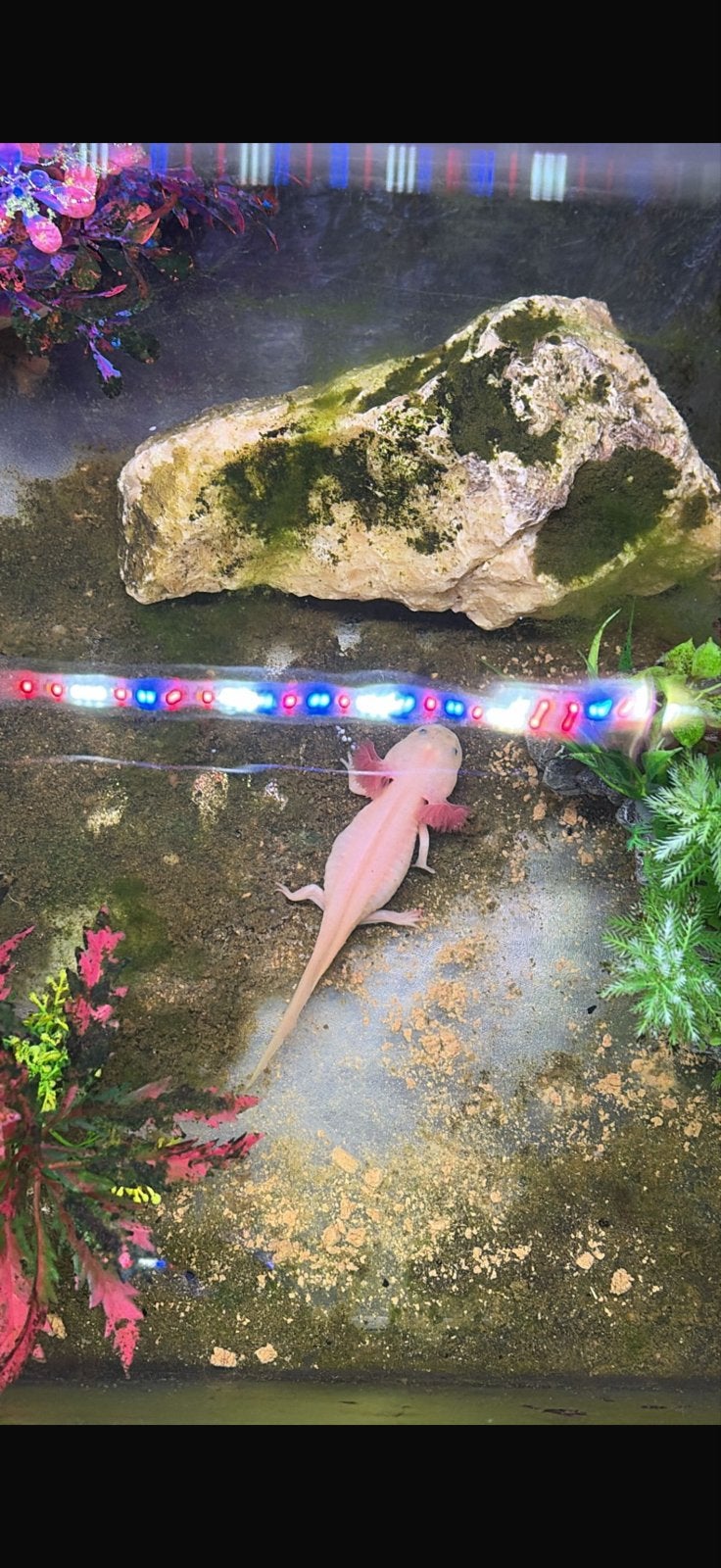 2 Axolotls met aquarium., Vis