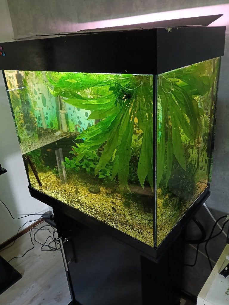 Aquarium Lido 130 liter met meubel en toebehoren, Ophalen, Gebruikt, Gevuld zoetwateraquarium, Inclusief deksel