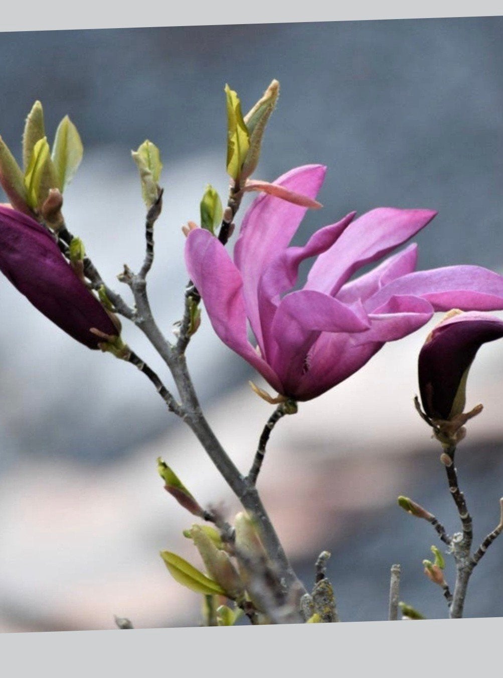 Magnolia Susan groot, Antiek en Kunst, Ophalen of Verzenden