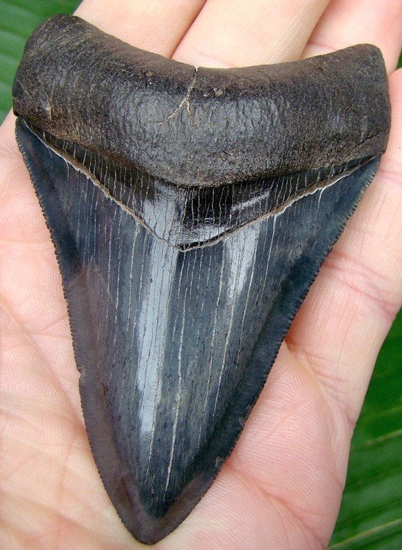 Megalodon haaientand, 10cm, Verzamelen, Mineralen en Fossielen, Ophalen of Verzenden, Fossiel