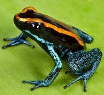 Phyllobates vittatus nakweek, Hagedis, 0 tot 2 jaar