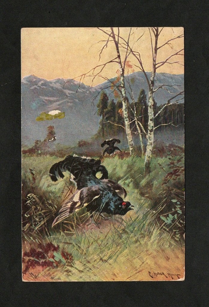 Ansichtkaart Korhoenders Lyrurus Tetrix Hanen., Ophalen of Verzenden, Voor 1920, Gelopen, Vogel