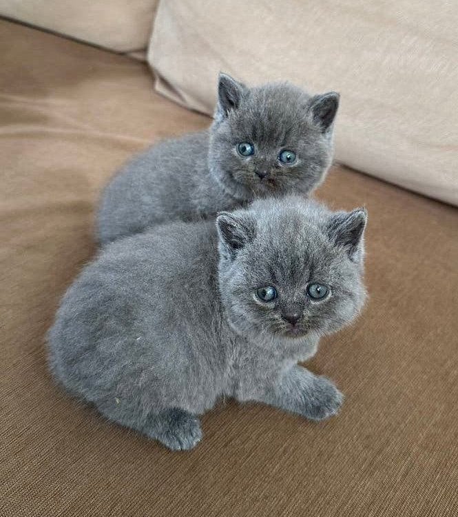 Britse Korthaar Kittens, Meerdere dieren, Ontwormd, 0 tot 2 jaar