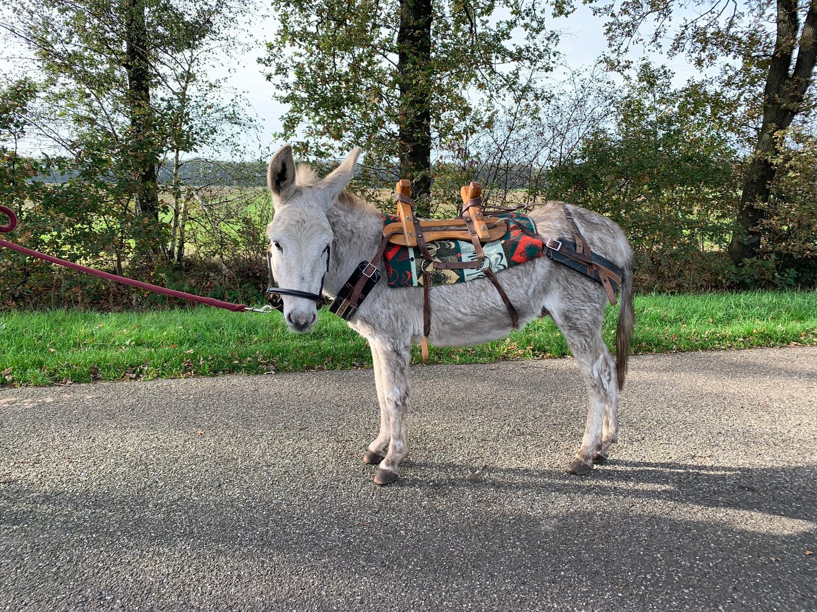 Pakzadel ezel, Dieren en Toebehoren, Ophalen, Overige soorten
