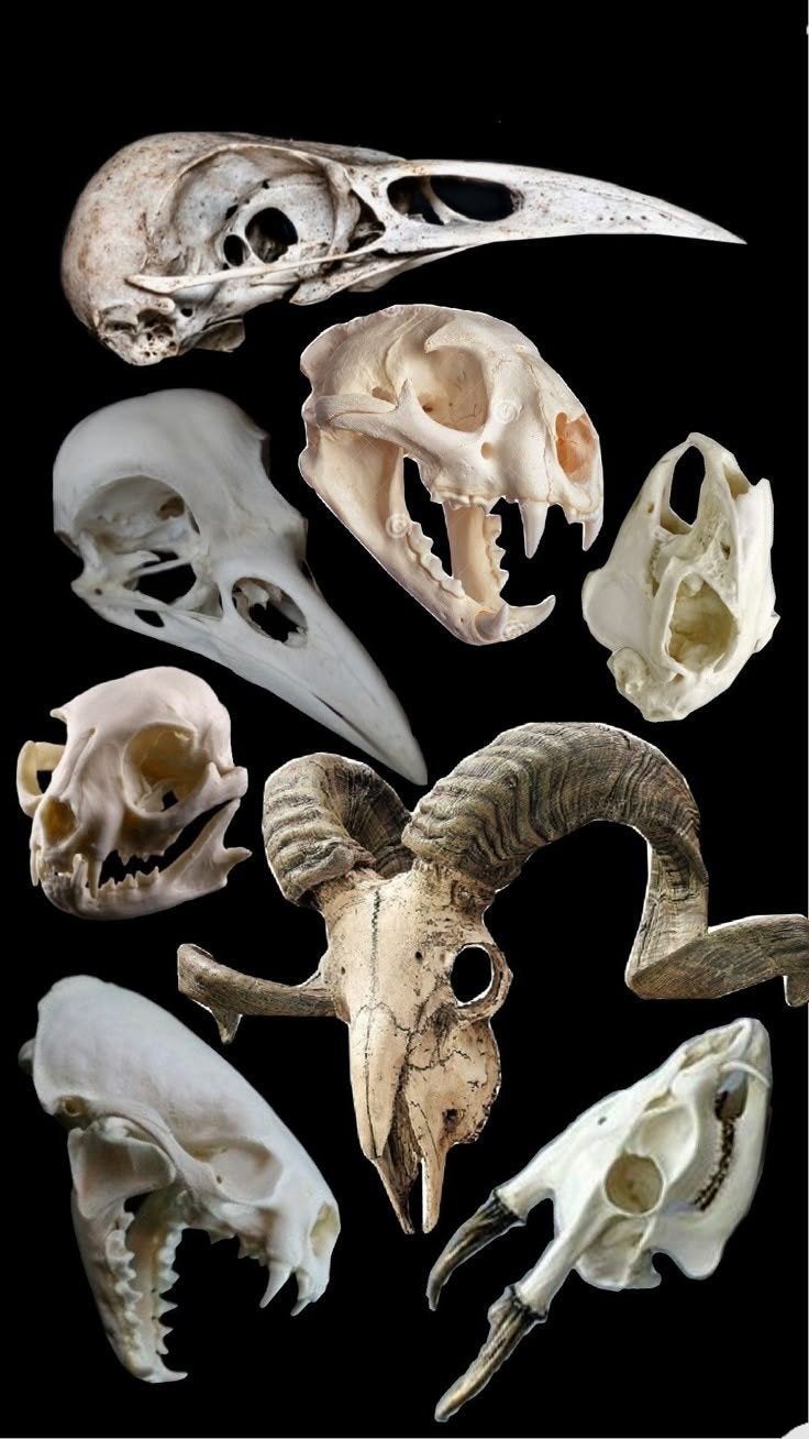 GEZOCHT: Dode dieren, schedels /botten, Ophalen of Verzenden, Gebruikt, Wild dier, Opgezet dier