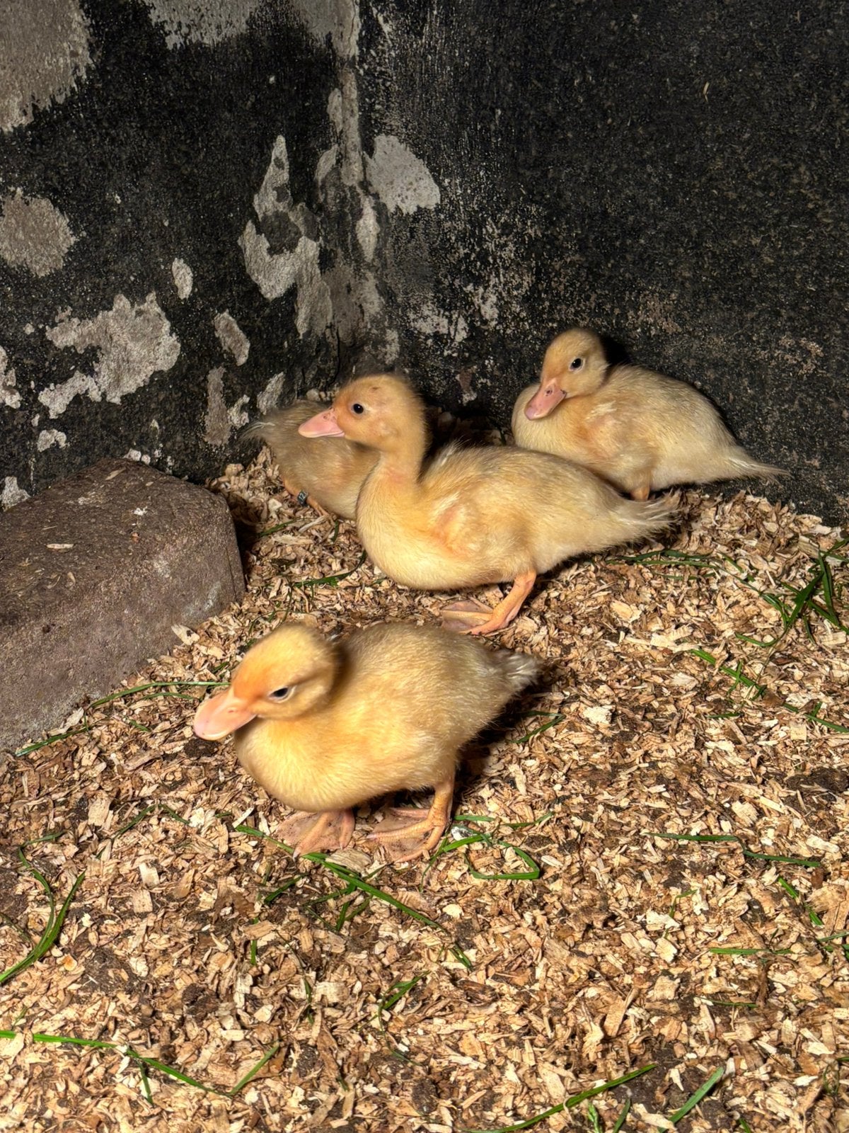 4 jonge witte kwakers te koop, Dieren en Toebehoren, Pluimvee, Meerdere dieren, Eend