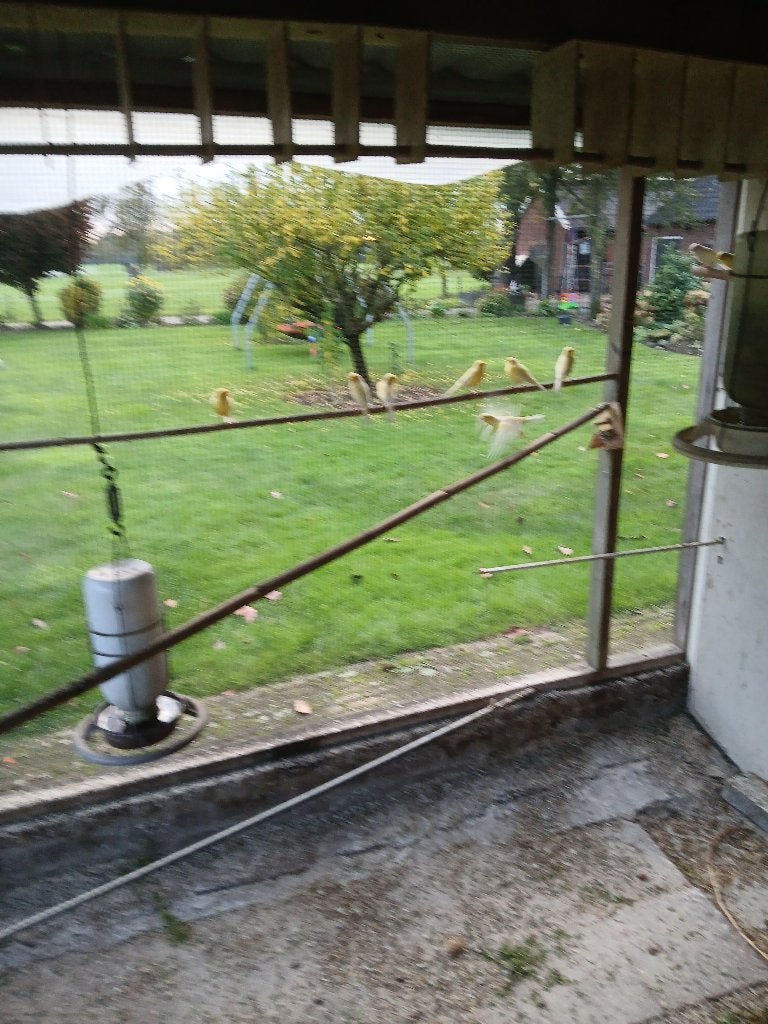 Waterslagers te koop mannen 10, Dieren en Toebehoren, Mannelijk, Zangkanarie