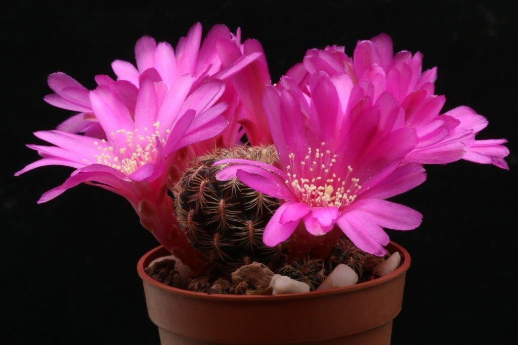 cactus - Sulcorebutia lamprochlora, Ophalen of Verzenden, Cactus, Volle zon, Minder dan 100 cm