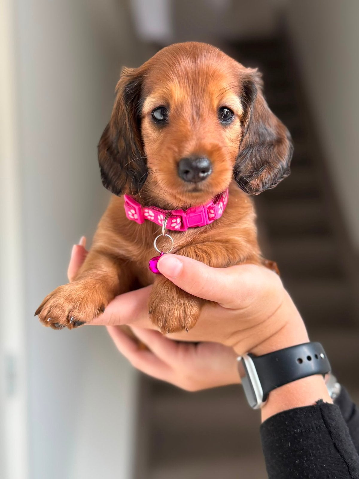 Mooi lief rood dwerg teckel teefje, Parvo, 8 tot 15 weken, Teef, Dwerg