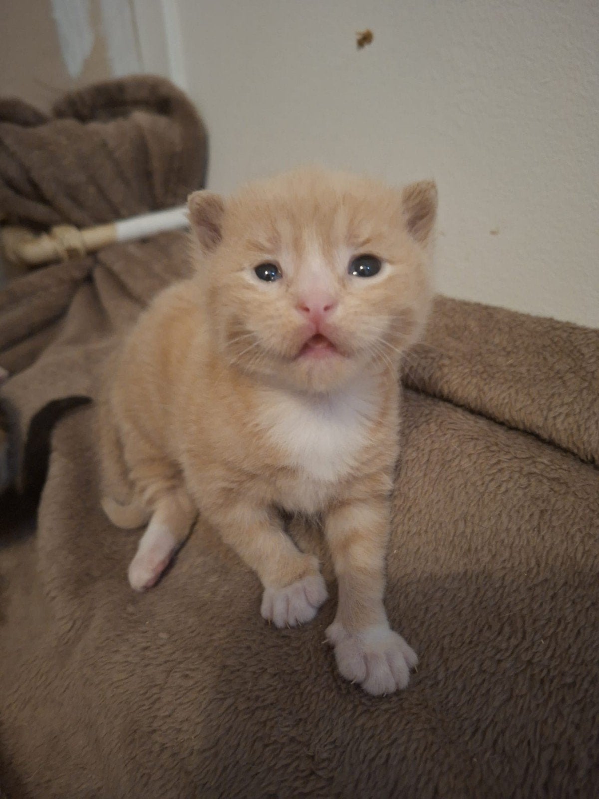 Kittens, Dieren en Toebehoren