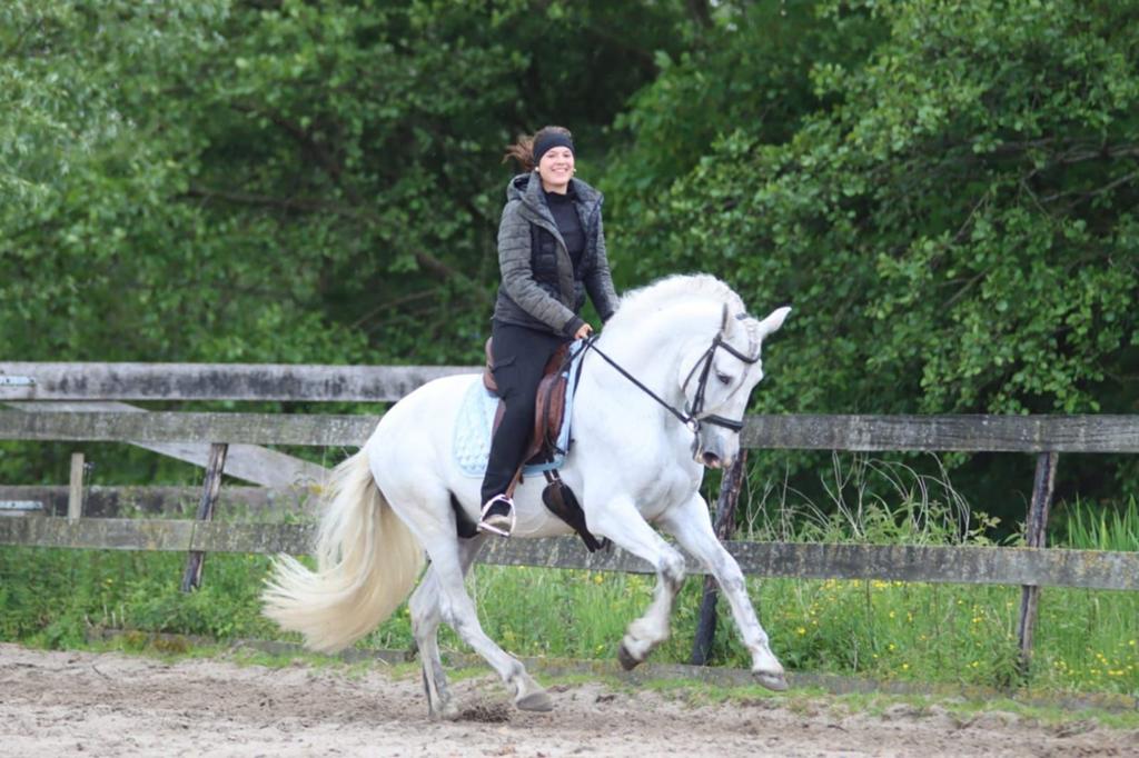 Super gave sprookjes Hengst  PRE, Dieren en Toebehoren, Paarden, Met stamboom, Dressuurpaard, Hengst, L