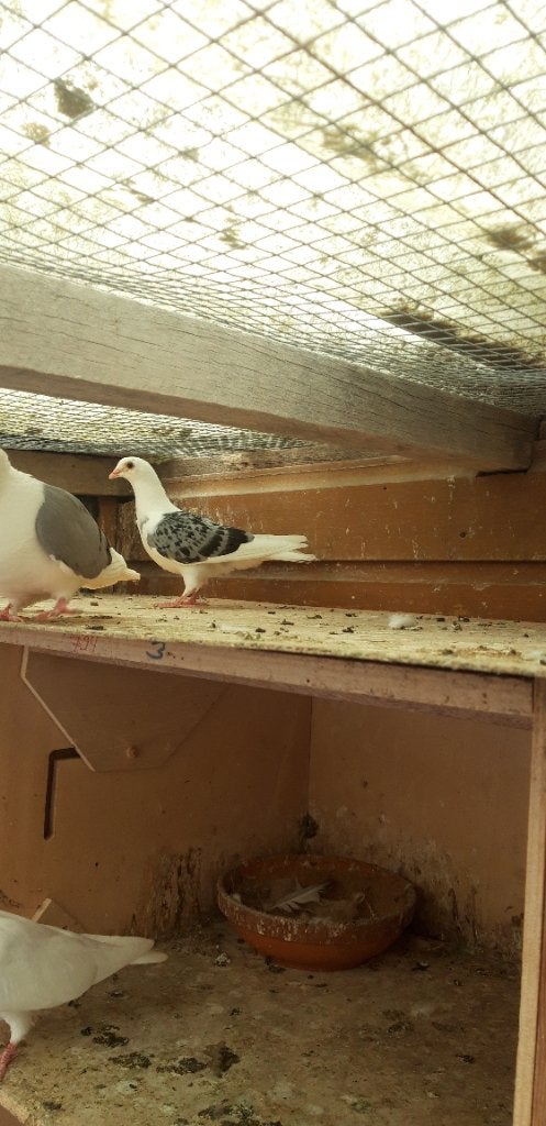 Sierduiven, Meerdere dieren, Overige soorten