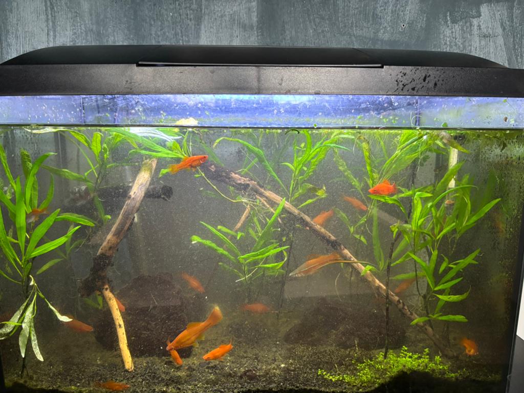 Complete aquariums, Dieren en Toebehoren, Vissen | Aquaria en Toebehoren, Leeg aquarium, Ophalen