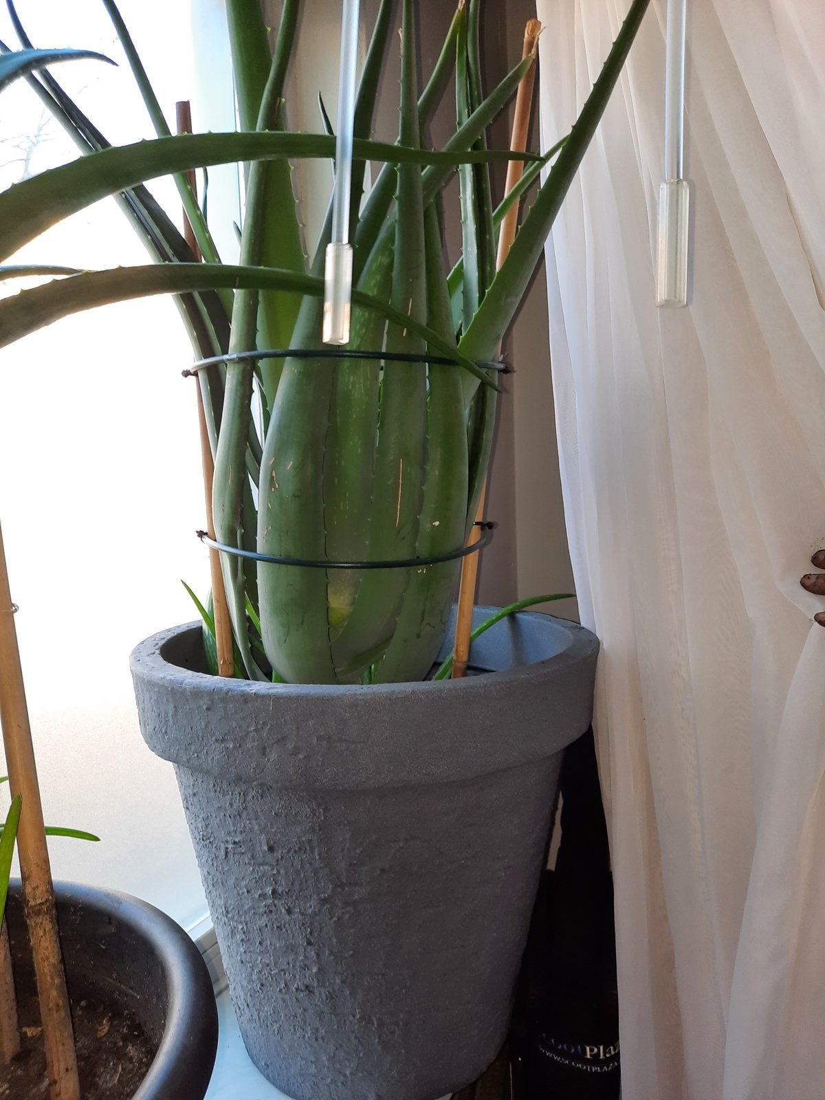 aloe vera plant groot, Huis en Inrichting, Kamerplanten, Ophalen, Halfschaduw, Minder dan 100 cm