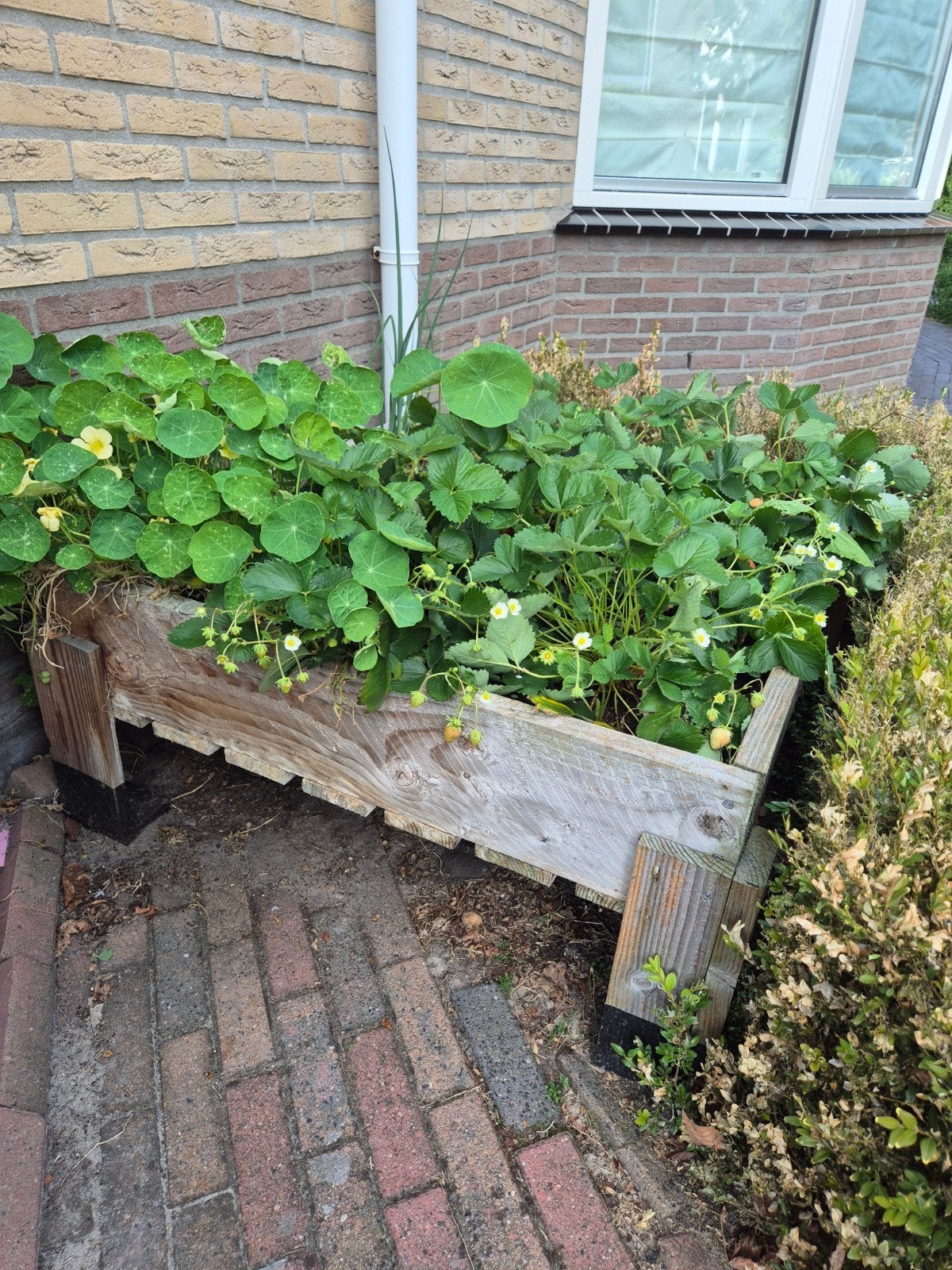 makkelijke moestuinbak, Tuin en Terras, Ophalen, Gebruikt, Hout
