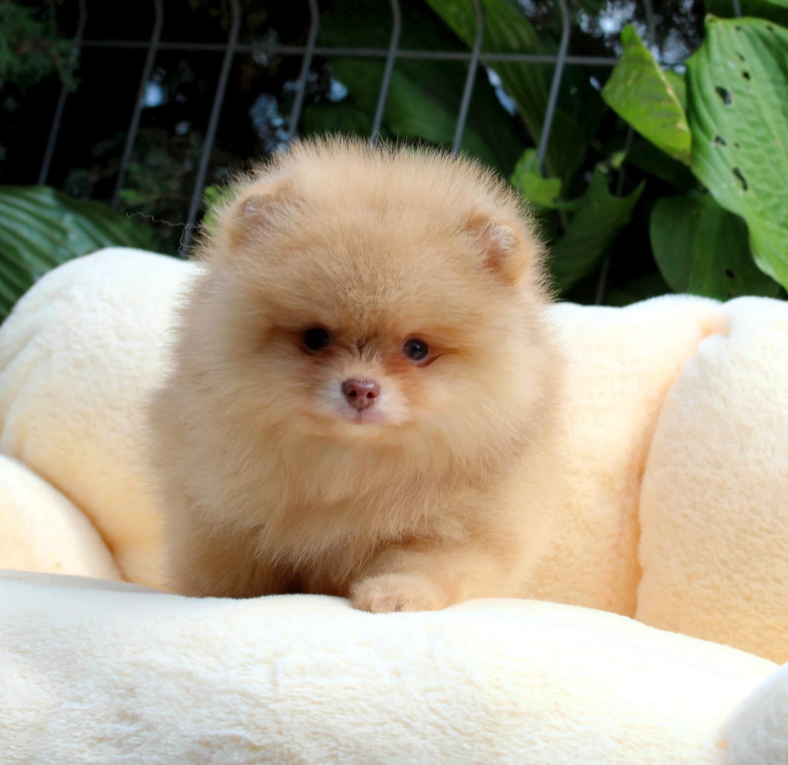 Exclusieve Brown Merle Bearface Pomeranian puppy – Teefje, Particulier, Keeshond, 8 tot 15 weken, Buitenland