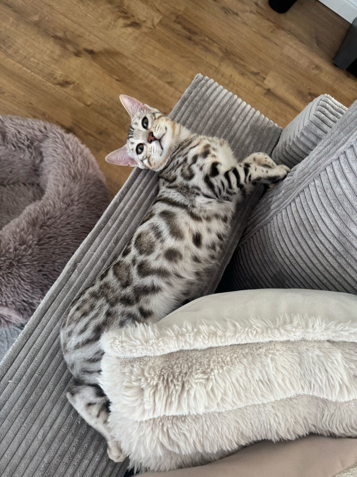 Silver Bengal kat | bengaalse kat | bengaal kater, Dieren en Toebehoren, Kater, Gechipt, 0 tot 2 jaar