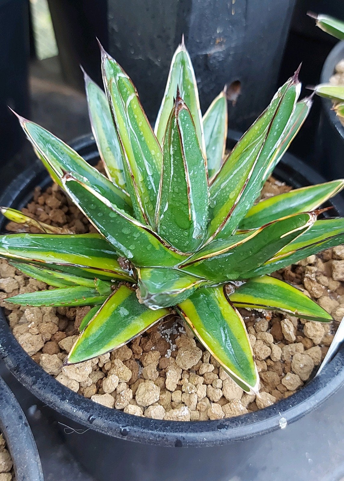 Agave Victoriae Reginae "Golden Princess", Huis en Inrichting, Ophalen of Verzenden, Overige soorten, Halfschaduw, Minder dan 100 cm