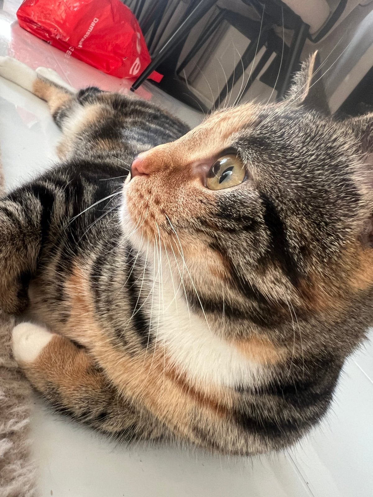 Lief huisje gezocht, Dieren en Toebehoren, Katten en Kittens | Overige Katten, Poes, Kortharig, 0 tot 2 jaar