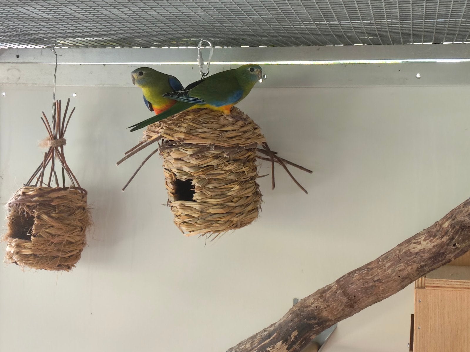 Turquoisines, Mannelijk, Parkiet