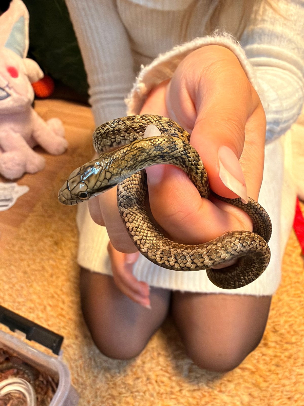 Elaphe Climacophora Kunashir babies Rat Snake photo 6