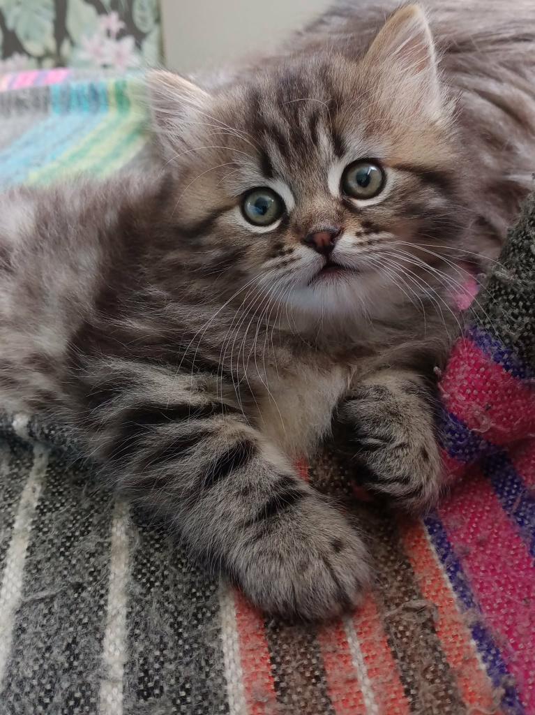 Laatste prachtige Siberische katertje, Dieren en Toebehoren, Kater, Ontwormd, 0 tot 2 jaar