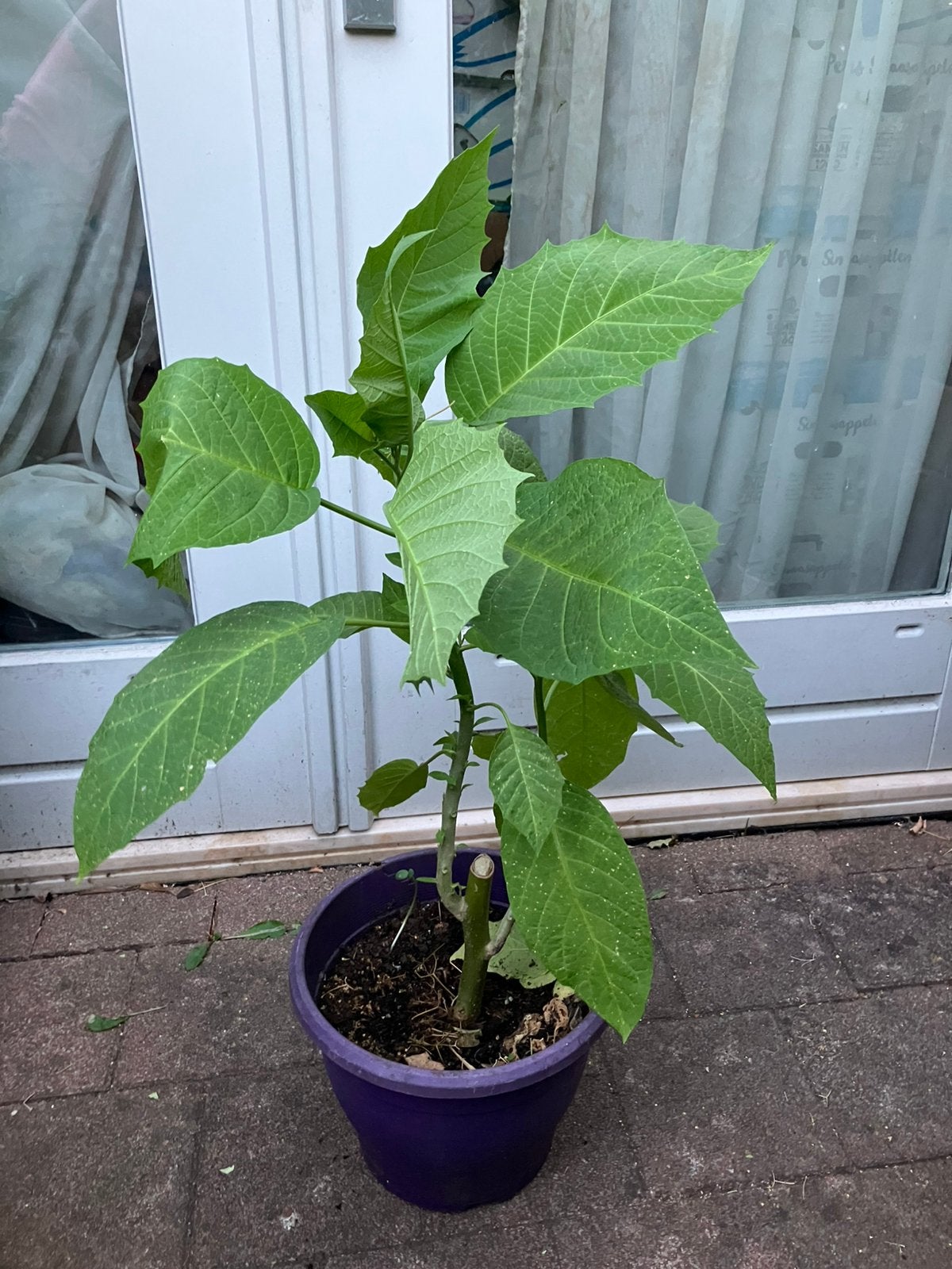 Brugmansia (wit) tuinplant, Ophalen, Halfschaduw, Minder dan 100 cm
