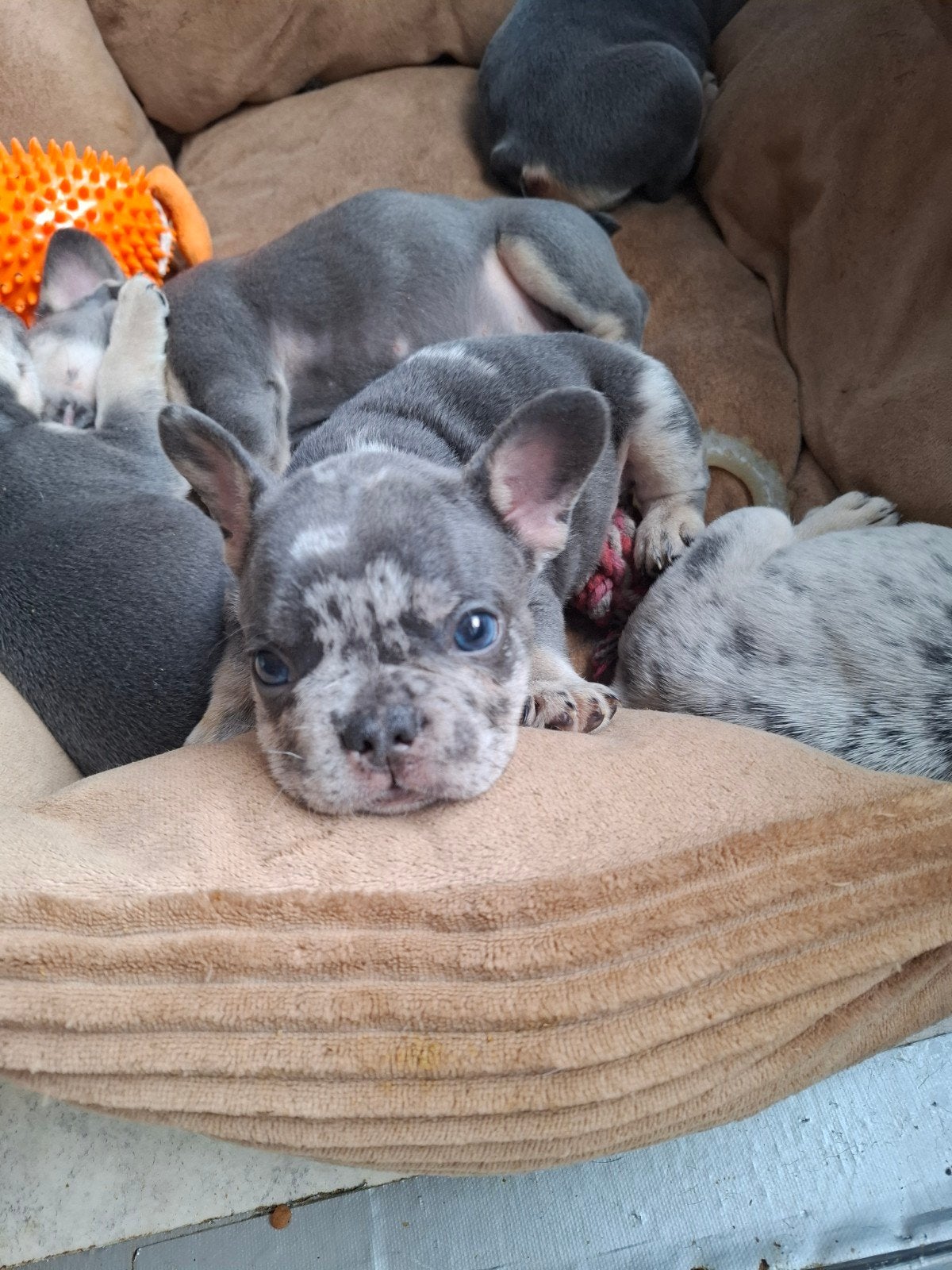 Franse Bulldog pup, Reu, 8 tot 15 weken, Bulldog, Eén hond