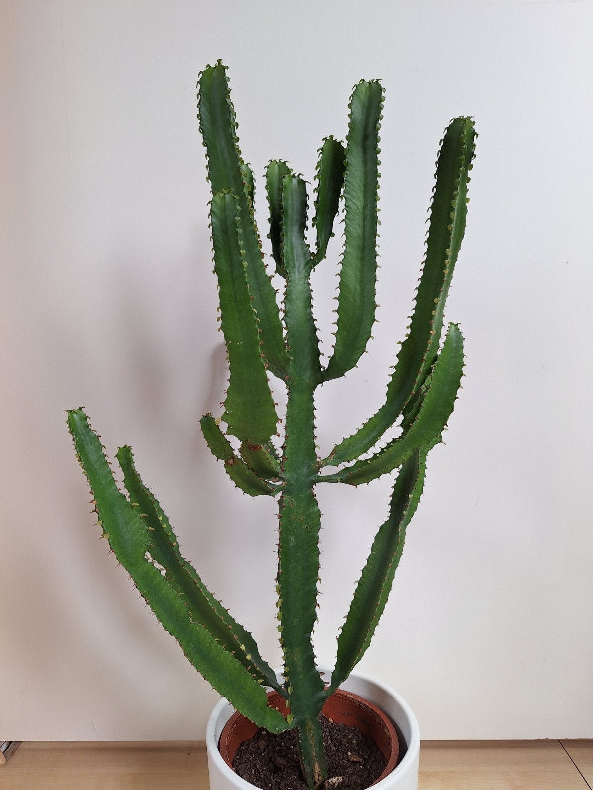 Cactus 66 cm hoog., Ophalen, Cactus, Volle zon, Minder dan 100 cm